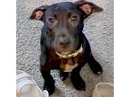 Adopt Ketchup a Black Labrador Retriever / Mixed dog in Austin, TX (38128039)