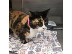 Adopt Sparrow a Calico or Dilute Calico Domestic Shorthair / Mixed cat in