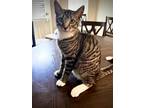 Adopt Jasper Ray a Brown Tabby Domestic Shorthair / Mixed (short coat) cat in