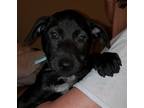 Adopt Midnight Moon a Black Pointer / Labrador Retriever / Mixed dog in Spring