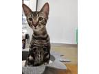 Adopt Dino a Brown Tabby Domestic Shorthair (short coat) cat in Parlier