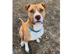 Adopt Sean a Tan/Yellow/Fawn - with White Pit Bull Terrier / Mixed dog in