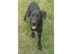 Adopt Jax a Black Labrador Retriever / Chow Chow dog in Clear Lake