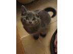 Adopt Storm a Gray or Blue American Shorthair / Mixed (short coat) cat in