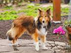 Adopt MAX a Brown/Chocolate - with Tan Sheltie, Shetland Sheepdog / Mixed dog in