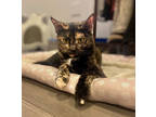 Adopt Buttercup a Brown or Chocolate Domestic Shorthair / Domestic Shorthair /