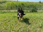 Adopt Milim a Black Australian Cattle Dog / Australian Cattle Dog / Mixed dog in
