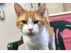 Adopt Freestyle a Orange or Red Domestic Shorthair / Domestic Shorthair / Mixed