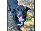 Adopt Stellah a Black Labrador Retriever / Mixed Breed (Medium) / Mixed (short