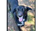 Adopt Stellah a Black Labrador Retriever / Mixed dog in Bartlesville