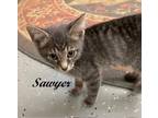 Adopt Sawyer a Gray or Blue (Mostly) Tabby (short coat) cat in Southern Pines