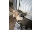 Adopt Sheba a Cream or Ivory Domestic Mediumhair / Mixed (medium coat) cat in