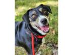 Adopt Azula a Black Hound (Unknown Type) / Mixed dog in Phenix City