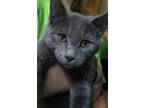 Adopt Wizard a Gray or Blue (Mostly) Domestic Shorthair (short coat) cat in