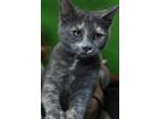 Adopt ToTo a Gray or Blue Domestic Shorthair (short coat) cat in Barnwell