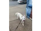 Adopt Cody a White - with Tan, Yellow or Fawn Husky / Mixed dog in Saint Louis