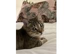 Adopt Purscilla a Tan or Fawn Tabby Domestic Shorthair / Mixed (short coat) cat