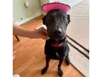 Adopt Cashew a Black Labrador Retriever / Mixed dog in Austin, TX (38175362)