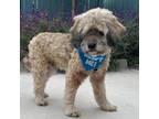 Adopt Osito a Lhasa Apso / Terrier (Unknown Type, Medium) / Mixed dog in Pacific