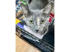 Adopt Mysteria a Gray or Blue (Mostly) Domestic Shorthair cat in Steinbach