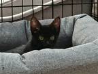Adopt Millie a All Black Domestic Shorthair / Mixed (short coat) cat in Land O