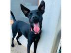 Adopt Maxima a Black Labrador Retriever / Mixed Breed (Medium) dog in Houston