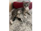 Adopt Rajah a Brown Tabby Domestic Shorthair (short coat) cat in Whittier