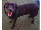 Adopt Darla a Black Mixed Breed (Medium) / Mixed dog in Farmington