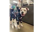 Adopt Ivy a White American Pit Bull Terrier / Mixed dog in Fishers