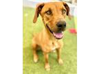 Adopt Rusty a Brown/Chocolate Catahoula Leopard Dog / Mixed dog in Port St.