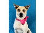Adopt Cinnamon a White Australian Cattle Dog / Mixed dog in Picayune