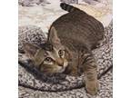 Adopt Salsa a Gray or Blue Domestic Shorthair / Domestic Shorthair / Mixed cat
