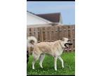 Adopt Ahsoka a White - with Black German Shepherd Dog / Great Pyrenees / Mixed