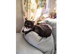 Adopt Pepper a Domestic Shorthair cat in Burlington, VT (38242570)