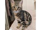 Adopt Paisley a Gray, Blue or Silver Tabby Domestic Shorthair (short coat) cat