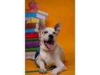 Adopt Scout a White - with Tan, Yellow or Fawn Australian Cattle Dog / Mixed dog