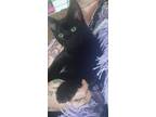 Adopt Gypsy a All Black Domestic Shorthair (short coat) cat in Cortez