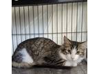 Adopt Dublin a Domestic Mediumhair cat in Steinbach, MB (38139673)
