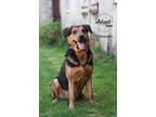 Adopt Donovan a Black - with Tan, Yellow or Fawn Shepherd (Unknown Type) / Hound