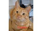 Adopt Trapper John a Orange or Red Domestic Shorthair (short coat) cat in