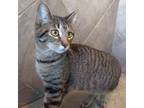 Adopt Luke a Tabby