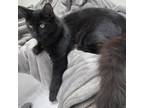 Adopt Wasabi a All Black Domestic Mediumhair / Mixed cat in Winchester