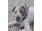 Adopt DOVE a Pit Bull Terrier / Mixed dog in Lebanon, CT (38276224)