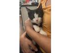 Adopt Scoot a Domestic Mediumhair / Mixed cat in Camden, SC (38106555)