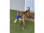 Adopt Cleo a Brindle Terrier (Unknown Type, Medium) / Boxer / Mixed dog in