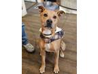 Adopt Jackson a Tan/Yellow/Fawn American Pit Bull Terrier / Mixed dog in Harbor