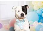 Adopt Butch a Mastiff, Pit Bull Terrier