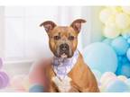 Adopt Shooter a American Staffordshire Terrier
