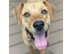 Adopt Dingo a Labrador Retriever / Terrier (Unknown Type