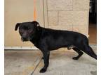 Adopt Mako a Labrador Retriever